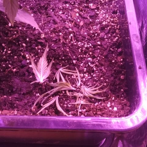 Genética desconocida growlog photo: Poda Fim