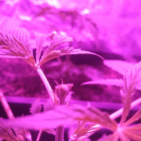 Genética desconocida growlog photo: Poda Fim