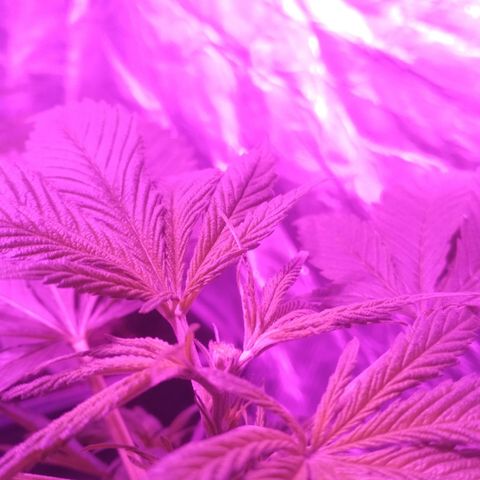 Genética desconocida growlog photo: Poda Fim