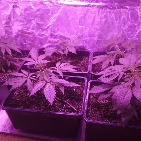 Genética desconocida growlog timeline photo