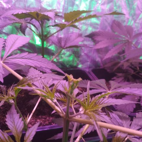 Genética desconocida growlog photo: Recuperándose de la poda
