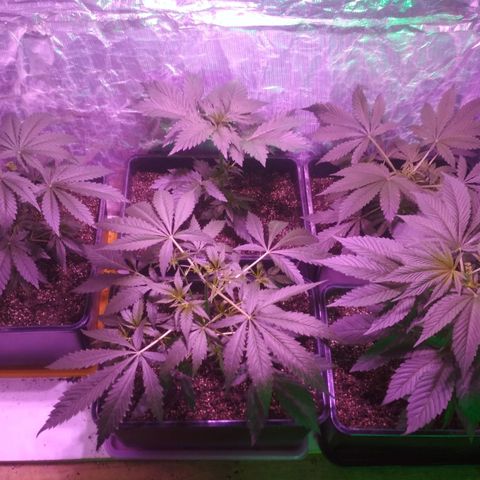 Genética desconocida growlog photo: Recuperándose de la poda