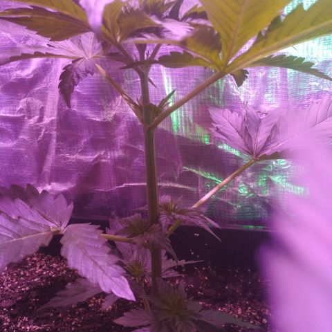Genética desconocida growlog photo: Recuperándose de la poda