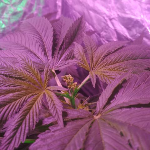Genética desconocida growlog photo: Recuperándose de la poda