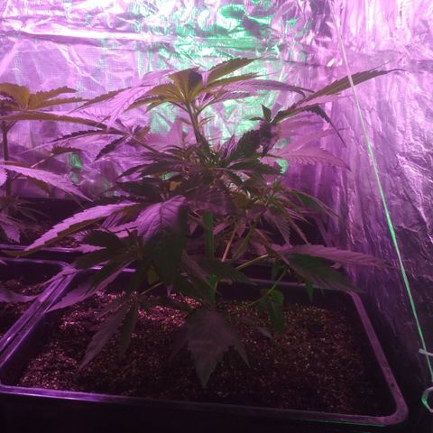 Genética desconocida growlog photo: Recuperándose de la poda