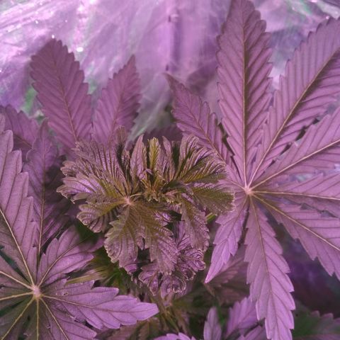 Genética desconocida growlog timeline photo