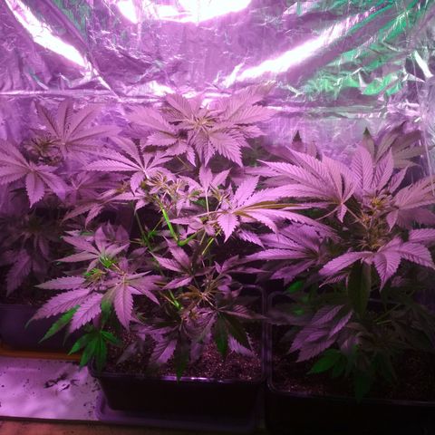 Genética desconocida growlog timeline photo