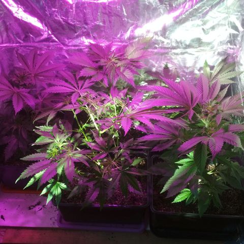 Genética desconocida growlog timeline photo