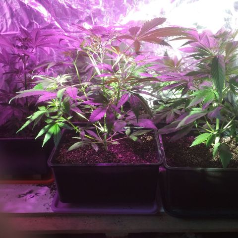 Genética desconocida growlog timeline photo