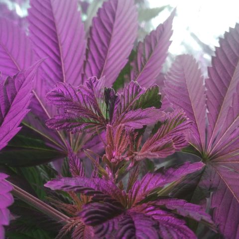 Genética desconocida growlog timeline photo