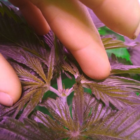 Genética desconocida growlog timeline photo