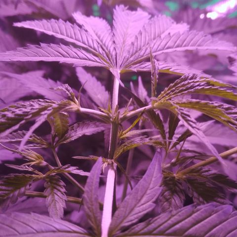 Genética desconocida growlog timeline photo