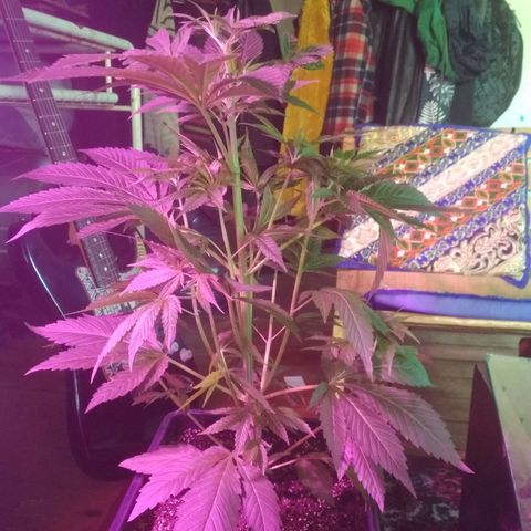 Genética desconocida growlog timeline photo