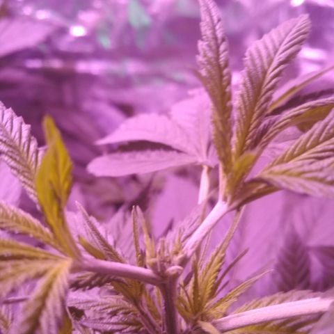 Genética desconocida growlog timeline photo