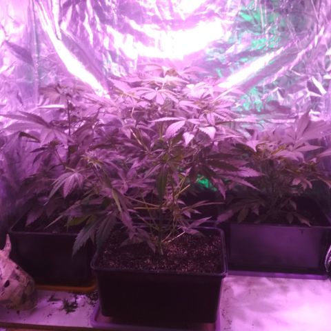 Genética desconocida growlog timeline photo
