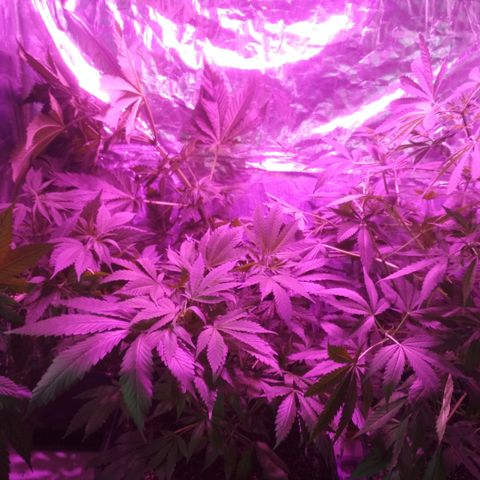Genética desconocida growlog timeline photo