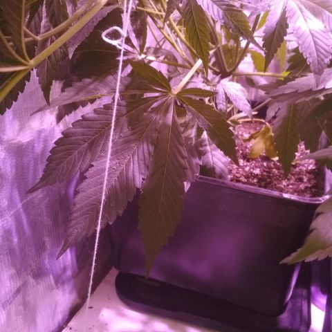 Genética desconocida growlog timeline photo