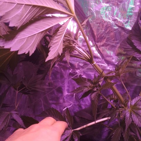 Genética desconocida growlog timeline photo
