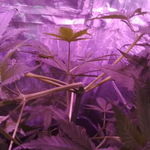 Genética desconocida growlog timeline photo