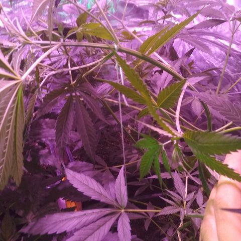 Genética desconocida growlog timeline photo