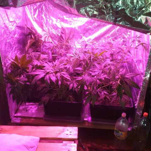 Genética desconocida growlog timeline photo