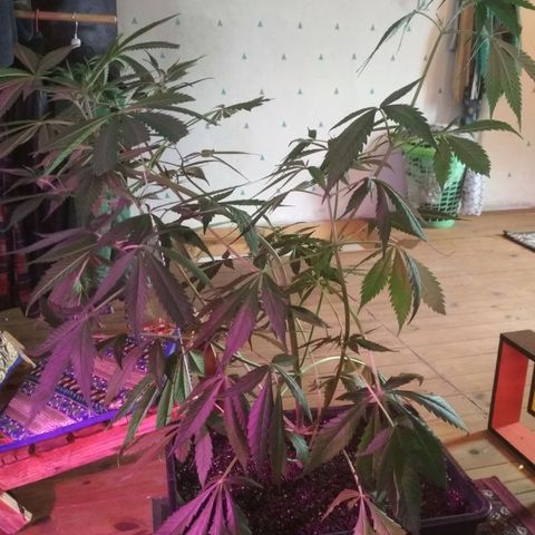 Genética desconocida growlog timeline photo