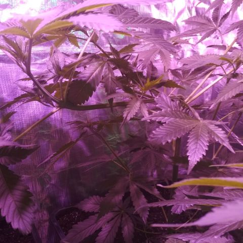 Genética desconocida growlog timeline photo