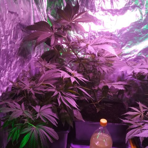 Genética desconocida growlog timeline photo