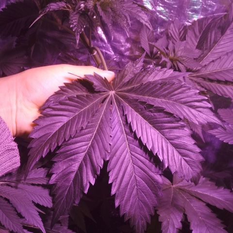 Genética desconocida growlog timeline photo