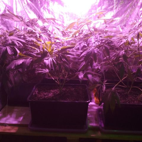 Genética desconocida growlog photo: Poda de bajos y macerado en alcohol