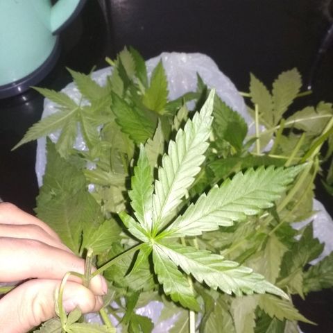 Genética desconocida growlog photo: Poda de bajos y macerado en alcohol