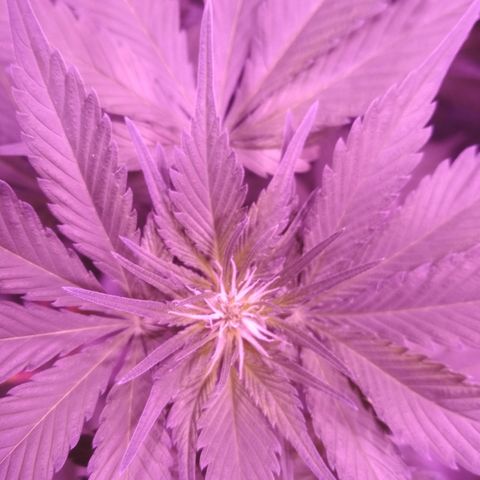 Genética desconocida growlog timeline photo