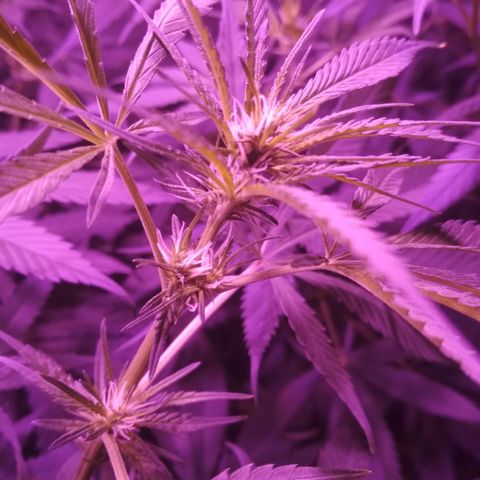 Genética desconocida growlog timeline photo