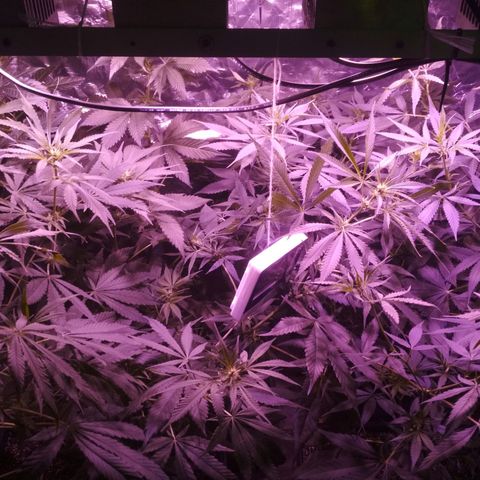 Genética desconocida growlog timeline photo