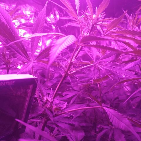 Genética desconocida growlog timeline photo
