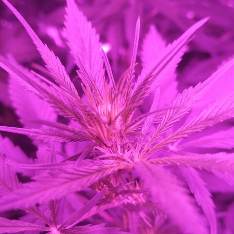Genética desconocida growlog timeline photo