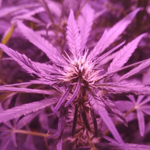 Genética desconocida growlog timeline photo