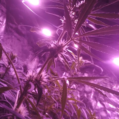 Genética desconocida growlog timeline photo