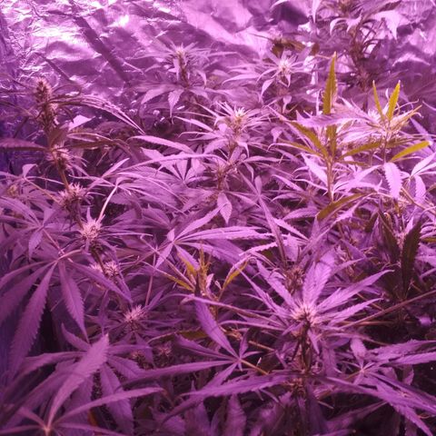 Genética desconocida growlog timeline photo