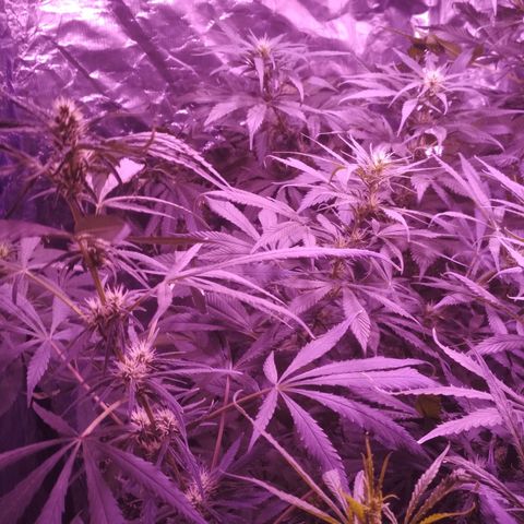 Genética desconocida growlog timeline photo