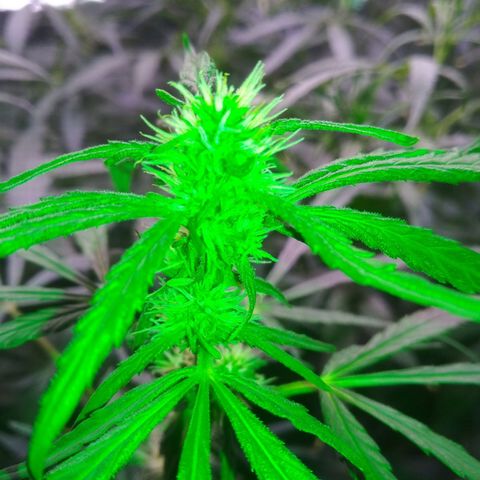 Genética desconocida growlog photo: 😍