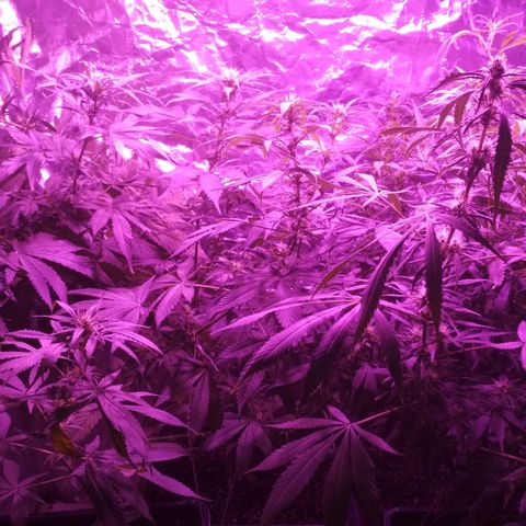 Genética desconocida growlog photo: 😍