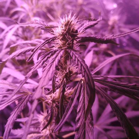Genética desconocida growlog photo: 😍