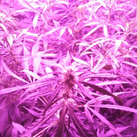 Genética desconocida growlog photo: 😍