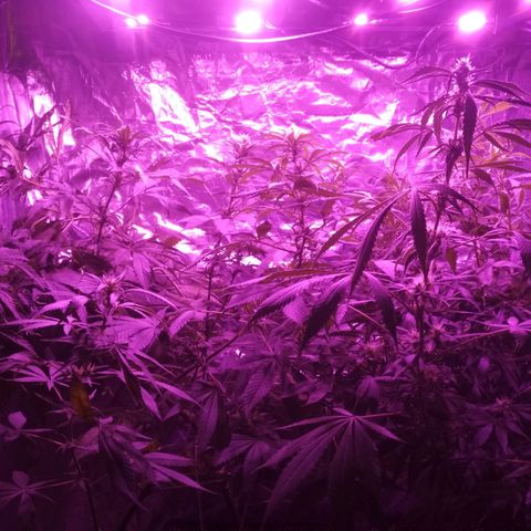 Genética desconocida growlog photo: 😍