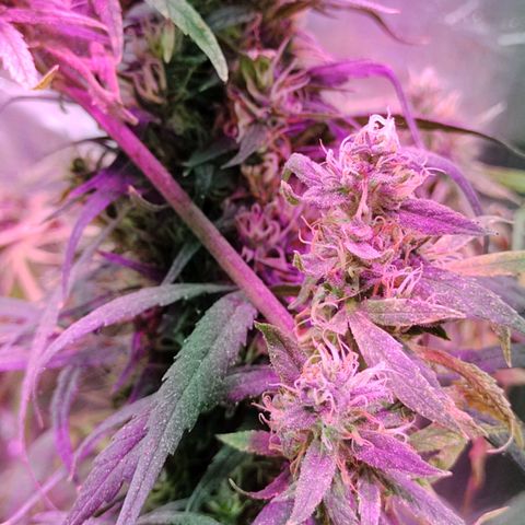 Genética desconocida growlog timeline photo