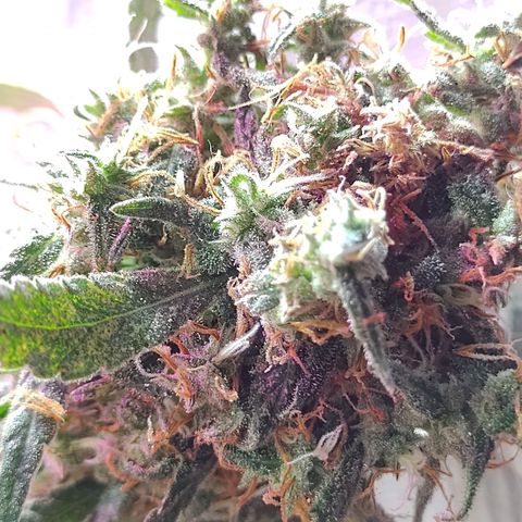 Genética desconocida growlog timeline photo