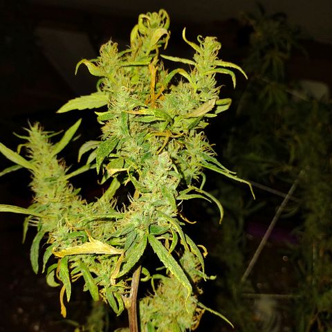 Genética desconocida growlog timeline photo