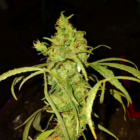 Genética desconocida growlog timeline photo