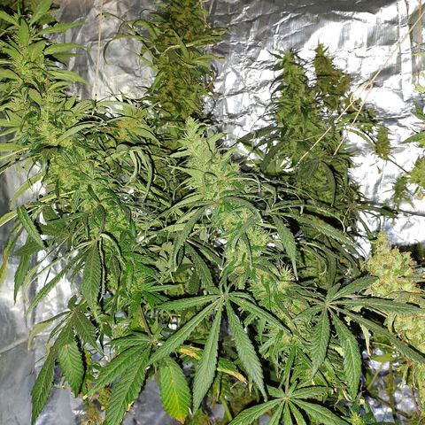Genética desconocida growlog timeline photo